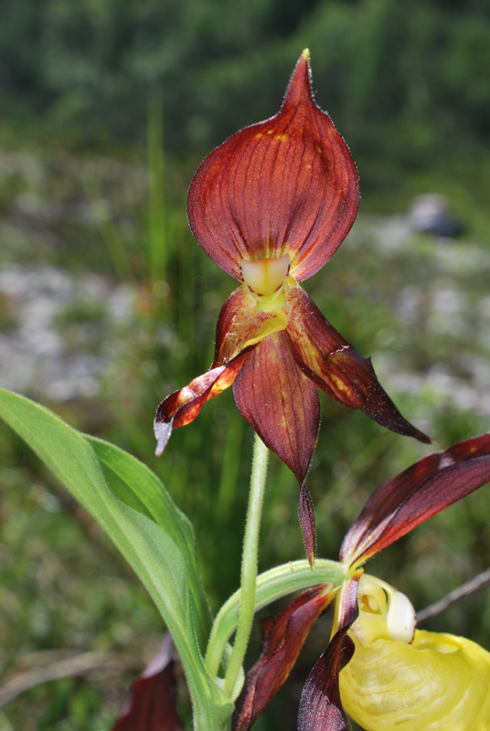 Cypripedium calceolus - Dolomiti di Brenta